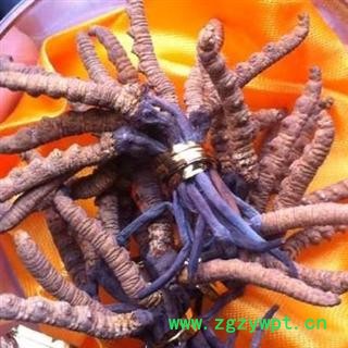 虫草 冬虫夏草4500-5000条 产地 青海省海北藏族自治州门源回族自治县图4