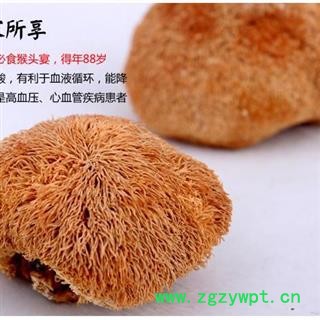 娟子中药 猴头菌 猴头菇 产地 浙江图2