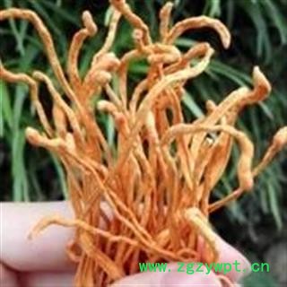 新辉药业金虫草 孢子头选货图2