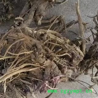 安祁名药正品紫锥菊根 紫锥菊图2