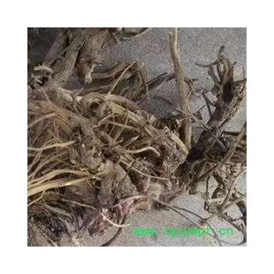 安祁名药正品紫锥菊根 紫锥菊