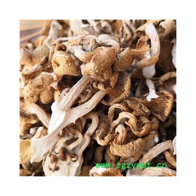 新辉药业黄蘑菇 蘑菇菌 鸡油菌