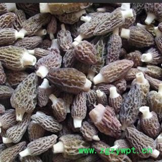 新辉药业羊肚菌 剪柄手选货图2