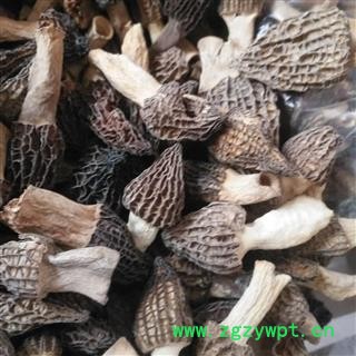 新辉药业优质羊肚菌 羊蘑 羊肚菜图2