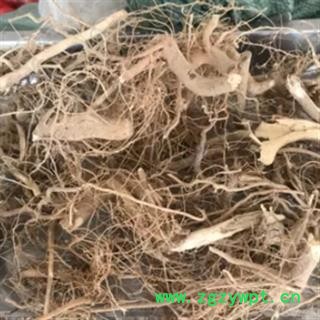 安祁名药正品颠茄草根 颠茄草图2