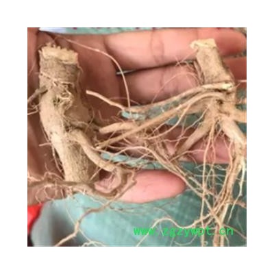 安祁名药正品颠茄草根 颠茄草