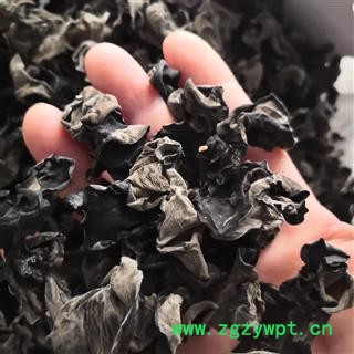 新辉药业东北黑木耳   黑龙江野生木耳图3