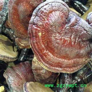 新辉药业正品灵芝 赤芝 长柄赤芝图4