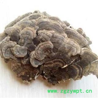 云芝 彩纹云芝 黄云芝 灰芝 瓦菌 木灵芝 正品保证质量7天无理由退货退款 华安堂图2