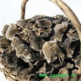 云芝 彩纹云芝 黄云芝 灰芝 瓦菌 木灵芝 正品保证质量7天无理由退货退款 华安堂图4