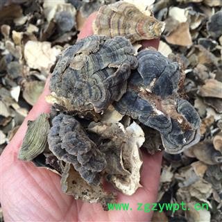 云芝 彩纹云芝 黄云芝 灰芝 瓦菌 木灵芝 正品保证质量7天无理由退货退款 华安堂图3