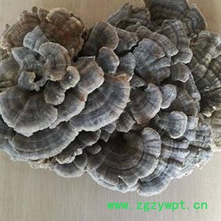 云芝 木灵芝 树蛇 瓦菌 灰芝 黄云芝 正品保证质量7天无理由退货退款 华安堂图2