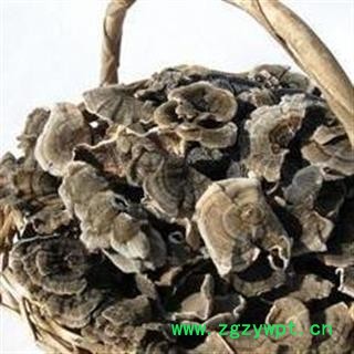 云芝 木灵芝 树蛇 瓦菌 灰芝 黄云芝 正品保证质量7天无理由退货退款 华安堂图4