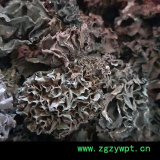 血耳 药用木耳 正品保证质量7天无理由退货退款 华安堂图2