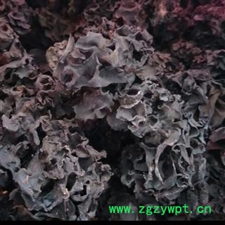 血耳 药用木耳 正品保证质量7天无理由退货退款 华安堂图3