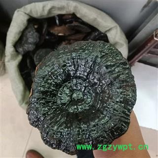 紫灵芝 实图拍照7 正品保证质量7天无理由退货退款 安品堂图4