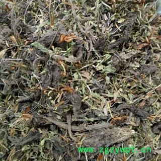 安祁名药甘松 统新货 产地 四川省图2