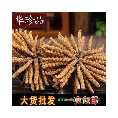 冬虫夏草 05 冬虫夏草3500条 选 产地 西藏自治区