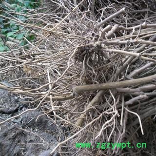 金刚根 统货 产地 四川省成都市双流县图2