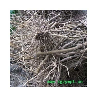 金刚根 统货 产地 四川省成都市双流县