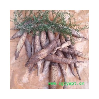 野天门冬 鲜好货 产地 四川省成都市双流县