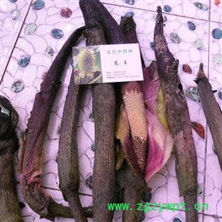 魔芋花 精品 产地 四川省成都市双流县图2