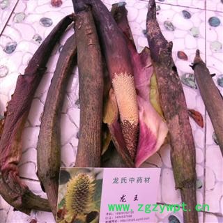 魔芋花 精品 产地 四川省成都市双流县图3