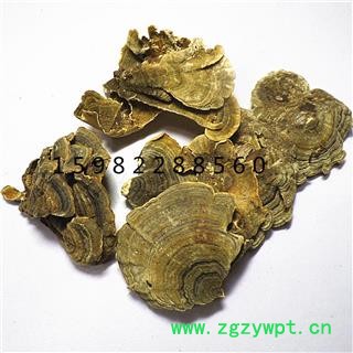 【满298元包邮】云芝野生云芝 选装 产地 云南省西双版纳傣族自治州景洪市图3