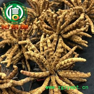 【满包邮】干虫草2000条 平均0.5~0.53克每条 散装产地直供冬虫夏草沁信源中药批发图4