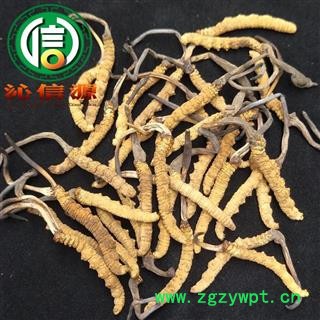【满包邮】干虫草2000条 平均0.5~0.53克每条 散装产地直供冬虫夏草沁信源中药批发图3