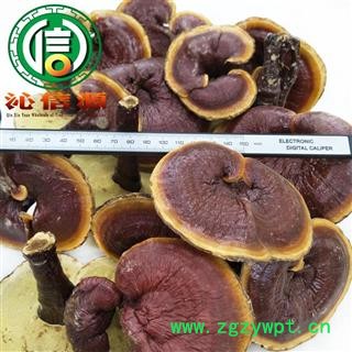 【满包邮】金边灵芝大朵、小朵统货散装吉林产地直供金边赤灵芝沁信源中药批发图2
