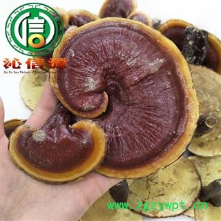 【满包邮】金边灵芝大朵、小朵统货散装吉林产地直供金边赤灵芝沁信源中药批发图4