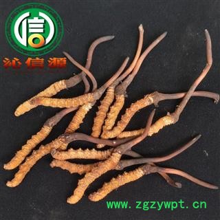 【满包邮】3月产新新鲜虫草本色货1.0~1.2克/根散装产地直供冬虫夏草沁信源中药批发图4