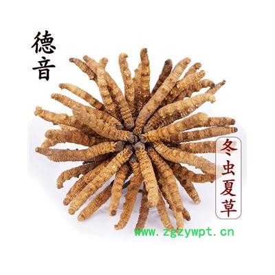 【满包邮】冬虫夏草2.5条/克 产地西藏那曲 中药材批发 规格齐全