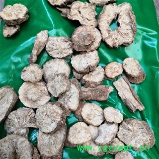 安祁名药中药材菊苣根  菊苣根丝 多种规格图3
