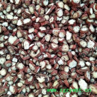 安祁名药丹参 山东丹参选片图3