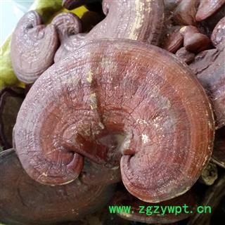 灵芝 选装 大个 灵芝个 产地 山东省图4