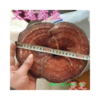 灵芝 选装 大个 灵芝个 产地 山东省