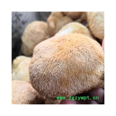 新辉药业优质香菇 野生猴头菇 猴头菌