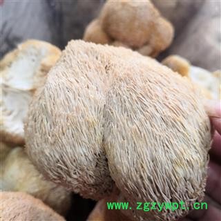 新辉药业优质香菇 野生猴头菇 猴头菌图2