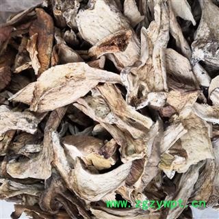 新辉药业云芝 多色牛肝菌 黄牛肝菌图3