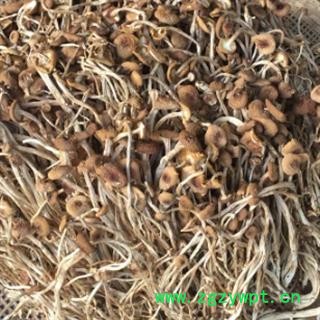 新辉药业正品江西特产黄蘑菇  茶树菇图3