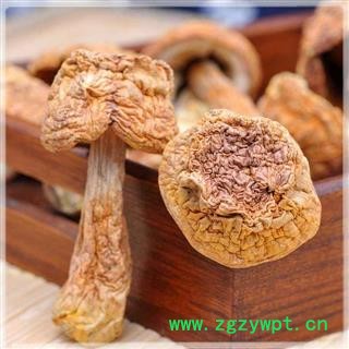 姬松茸 松茸正品保证质量7天无理由退货退款 中药材批发 丽丽药业图2