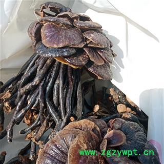 丽丽药业 竹灵芝 中药材批发 正品保证实图拍照7天无理由退货退款图3