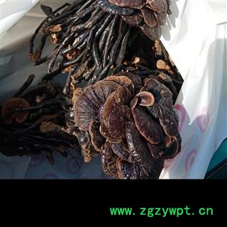 丽丽药业 竹灵芝 中药材批发 正品保证实图拍照7天无理由退货退款图4