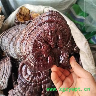 黑灵芝 大号灵芝实图拍照 正品保证质量7天无理由退货退款 安品堂图2