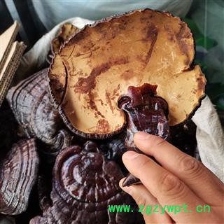 黑灵芝 大号灵芝实图拍照 正品保证质量7天无理由退货退款 安品堂图3