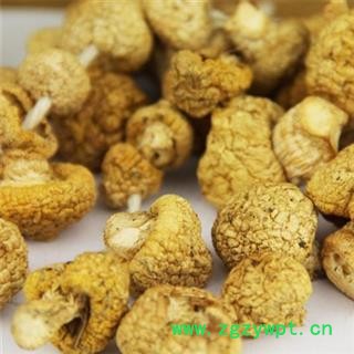 黄蘑菇 青海黄蘑菇 正品保证质量7天无理由退货退款 华安堂图4