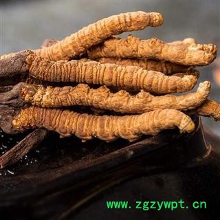 冬虫夏草精选货2000条两条1克正品保证质量7天无理由退货退款 中药材批发 丽丽药业图3