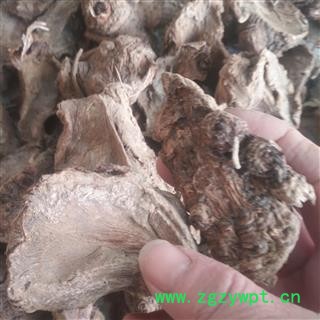 安祁名药土木香 祁木香 新货无硫图2